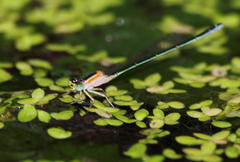 Ischnura senegalensis