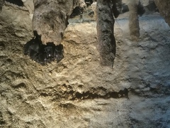 Carolliinae