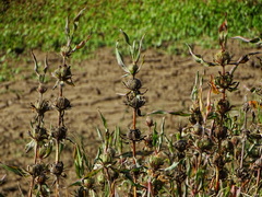 Hygrophila auriculata