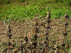 Hygrophila auriculata
