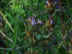 Hygrophila auriculata