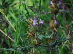 Hygrophila auriculata
