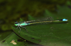 Ischnura senegalensis