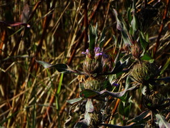 Hygrophila auriculata