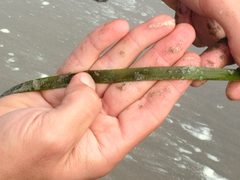Zostera