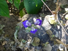 Hygrophila serpyllum
