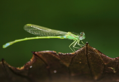 Ischnura senegalensis