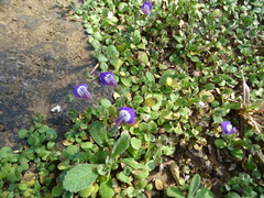 Hygrophila serpyllum