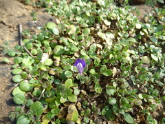 Hygrophila serpyllum