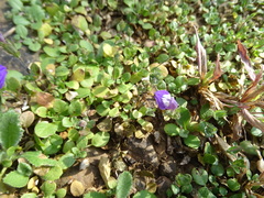 Hygrophila serpyllum