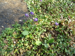 Hygrophila serpyllum