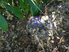 Hygrophila serpyllum