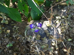 Hygrophila serpyllum