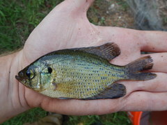 Centrarchus macropterus