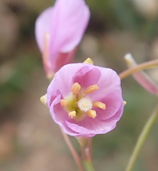 Heliophila carnosa