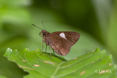 Notocrypta paralysos varians