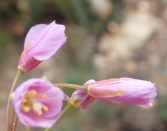 Heliophila carnosa