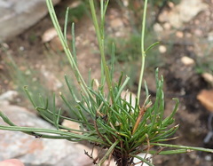 Heliophila carnosa