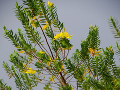 Hypericum mysurense