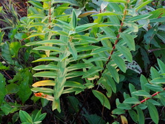 Hypericum mysurense