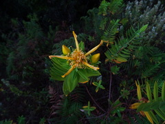 Hypericum mysurense