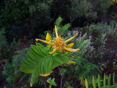 Hypericum mysurense