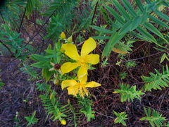 Hypericum mysurense