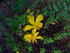 Hypericum mysurense