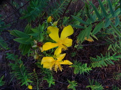 Hypericum mysurense