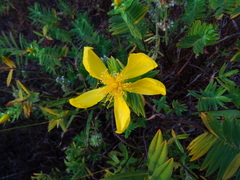 Hypericum mysurense
