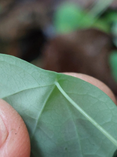 Passiflora guatemalensis, photograph 5
