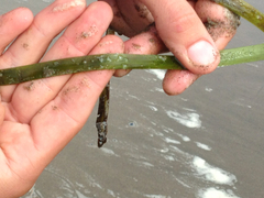 Zostera
