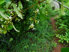 Ichnocarpus frutescens