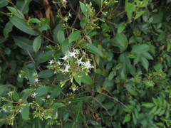 Ichnocarpus frutescens