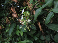 Ichnocarpus frutescens