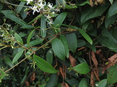 Ichnocarpus frutescens