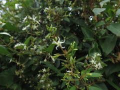 Ichnocarpus frutescens