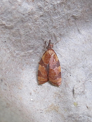 Cenopis diluticostana