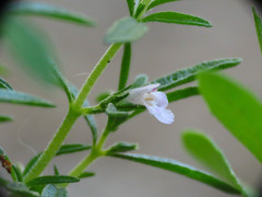 Satureja hortensis