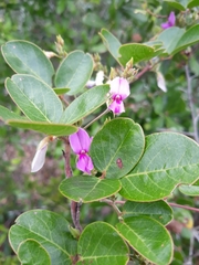 Galactia floridana