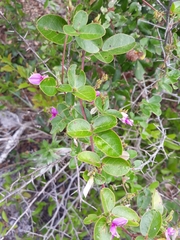 Galactia floridana