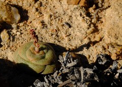 Crassula pseudohemisphaerica