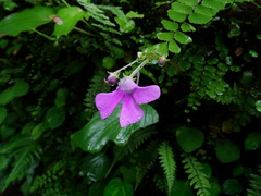 Impatiens acaulis