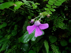 Impatiens acaulis