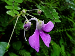 Impatiens acaulis