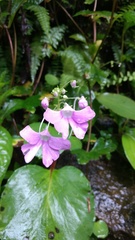 Impatiens acaulis