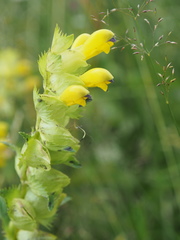 Rhinanthus alectorolophus