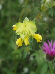 Rhinanthus alectorolophus