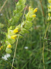 Rhinanthus alectorolophus