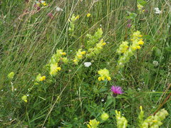 Rhinanthus alectorolophus